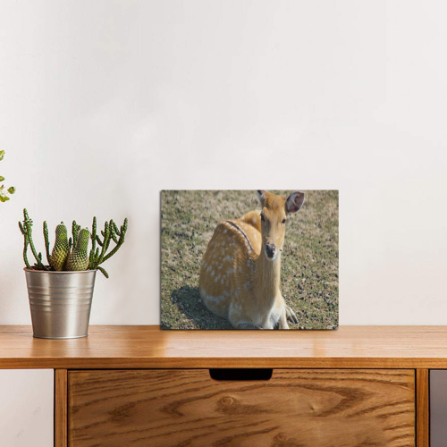 Resting Doe Photo Panel for Tabletop Display 8"x6"