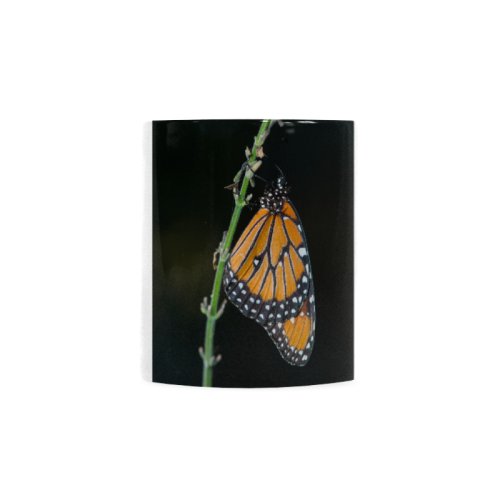 Monarch Butterfly Custom White Mug (11OZ)