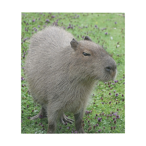 cute capybara Quilt 60"x70"
