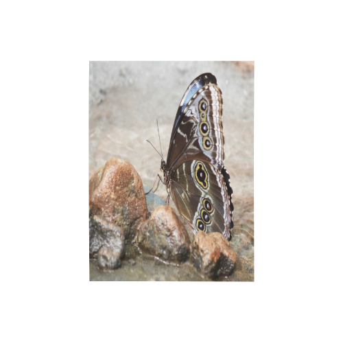 Butterfly On The Rocks Photo Panel for Tabletop Display 6"x8"