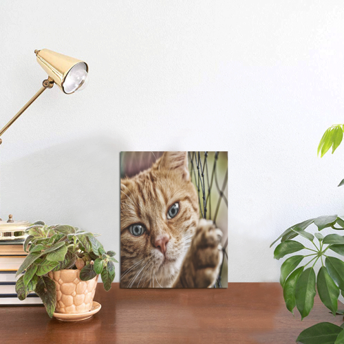 Orange Tabby And Fence Photo Panel for Tabletop Display 6"x8"