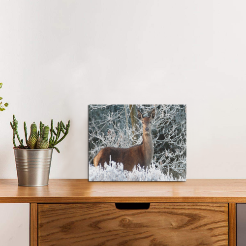 Winter Deer Photo Panel for Tabletop Display 8"x6"