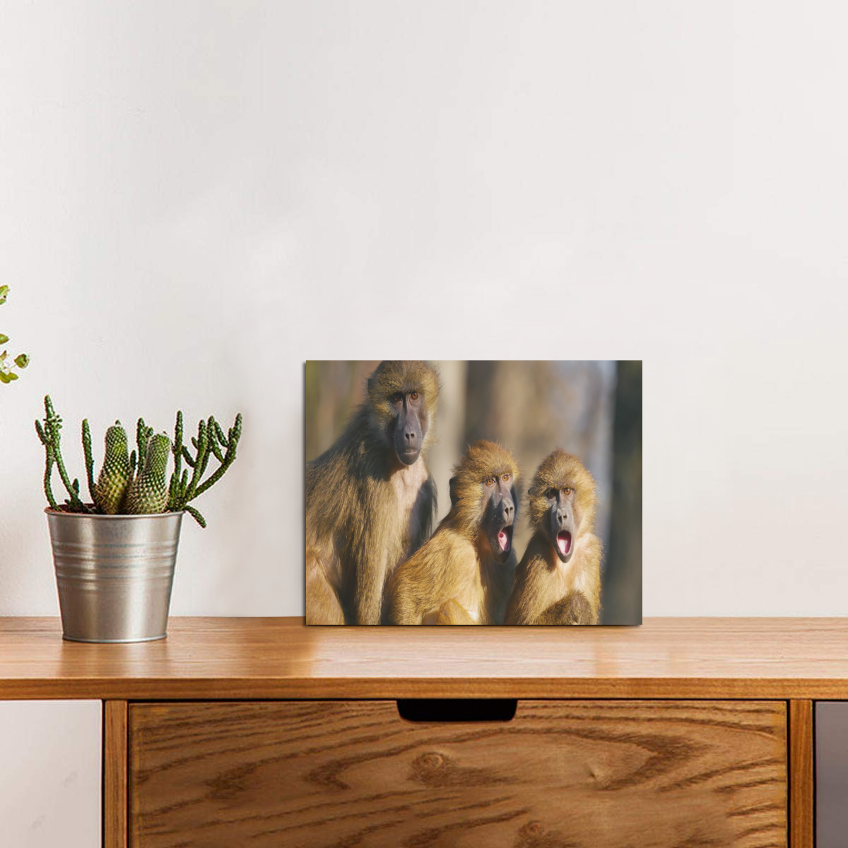 Gossiping Monkeys Photo Panel for Tabletop Display 8